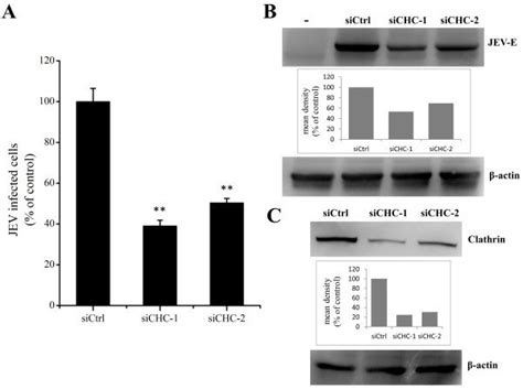 Jev Entry Depends On Clathrin Pk Cells Were Transfected With Sirna