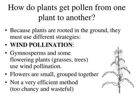 Ppt Lecture 13 Pollination Powerpoint Presentation Free Download Id1625027