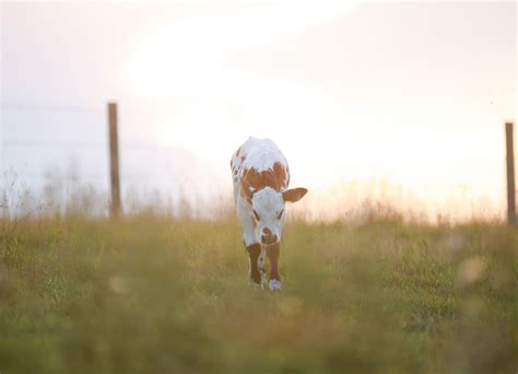 Calving season is almost here! : r/Cows