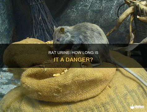 rat urine  long    danger medshun
