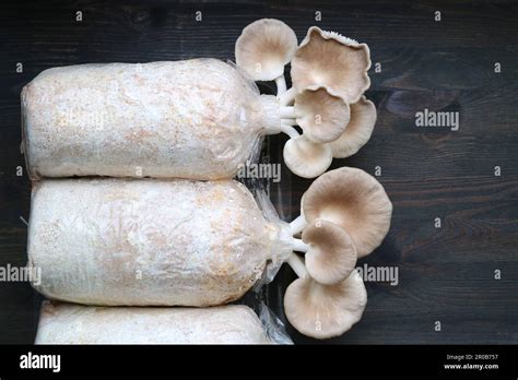 Growth Oyster Mushrooms Pleurotus Pulmonarius Ready For Harvest Stock