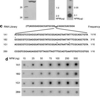 Nucleophosmin NPM Aptamers Synergize With DNA Damaging Agents To