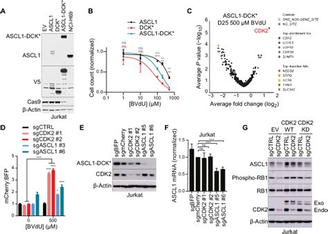 Identification Of Cdk As An Ascl Protein Stabilizer Using Crispr Cas