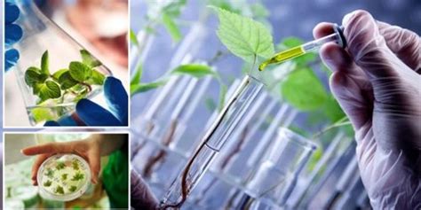 Plant Biotechnology | Trending