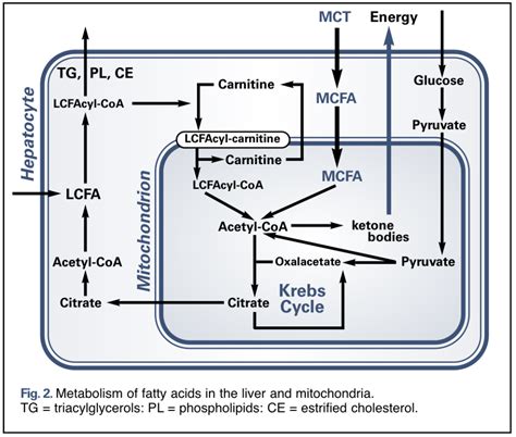 Medium Chain Triglycerides Mcts Nutrition Review