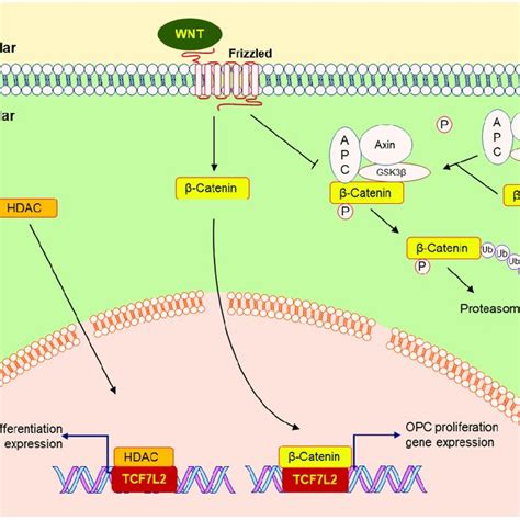 GPR17 Promotes OPC Proliferation And OLIG1 2 Mainly Induces OL