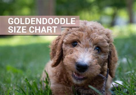 Mini, Medium, and Standard Goldendoodles - Size Chart - Our Cavapoo