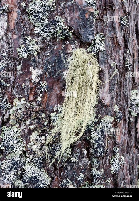 Liquen Usnea Fotograf As E Im Genes De Alta Resoluci N Alamy