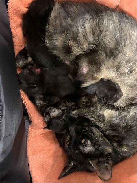Kitten season is in full swing, we need fosters! If you have a spare