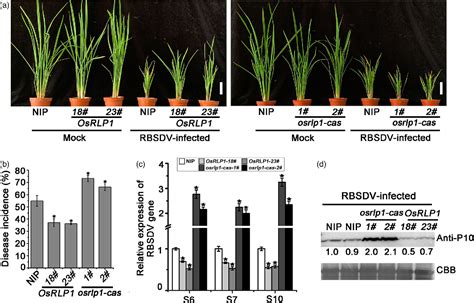 Figure 3 From A Rice LRR Receptorlike Protein Associates With Its