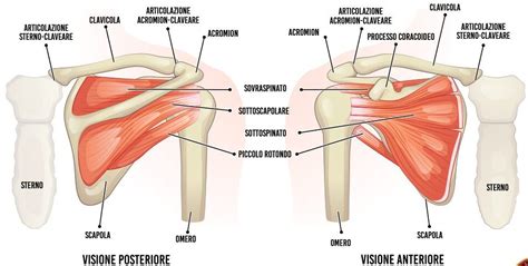 Lussazione Della Spalla Fisioterapia Corciano