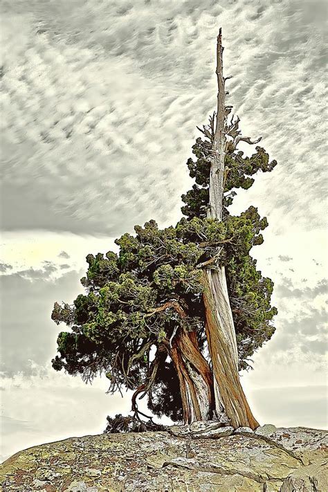 Sentinel Tree Photograph by John Butler - Fine Art America