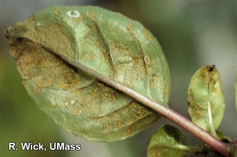 Fuchsia – Rust | Center for Agriculture, Food, and the Environment