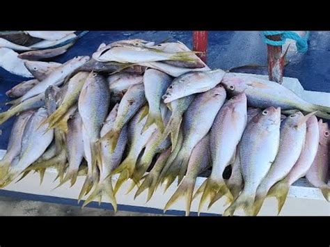 Guerreiros Do Mar NUNCA VI TANTO PEIXE NUM ÚNICO LUGAR E TÃO PERTO DA