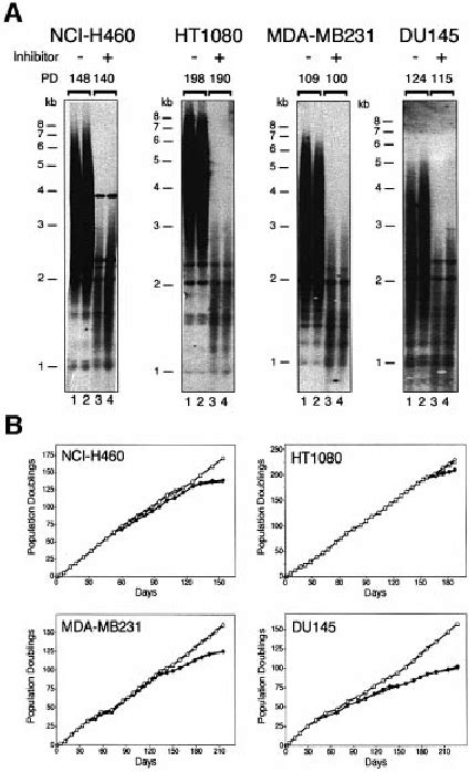 Telomerase inhibitors induce telomere shortening and limit cell ...