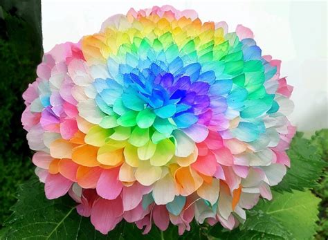 Rainbow Flower Flowers Free Photo On Pixabay Pixabay