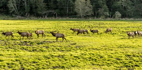 10 Best Locations for Spotting Wildlife on the Oregon Coast - Oregon ...