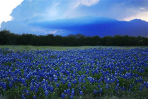 Texas BlueBonnets - Wildflowers by Rodney Livermore