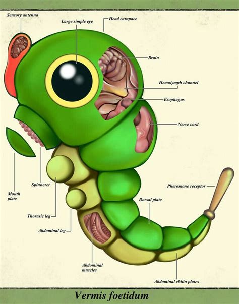 Chenipan Christopher stoll anatomy Pokémon Anatomie