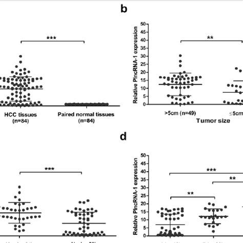 Expression Of Plncrna In Hcc Tissues And Its Clinical Significance