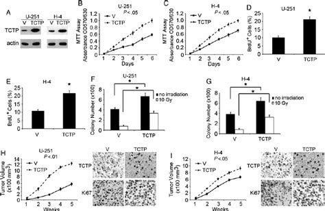 TCTP Promotes Glioma Cell Proliferation In Vitro And In Vivo A U 251