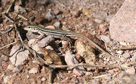 Desert Grassland Whiptail