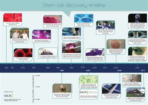 Stem cell timeline