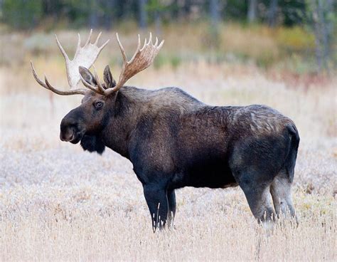 Bull Moose Photograph by Max Waugh | Fine Art America