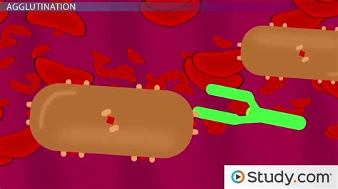 Antigen Antibody Binding Overview And Examples Lesson