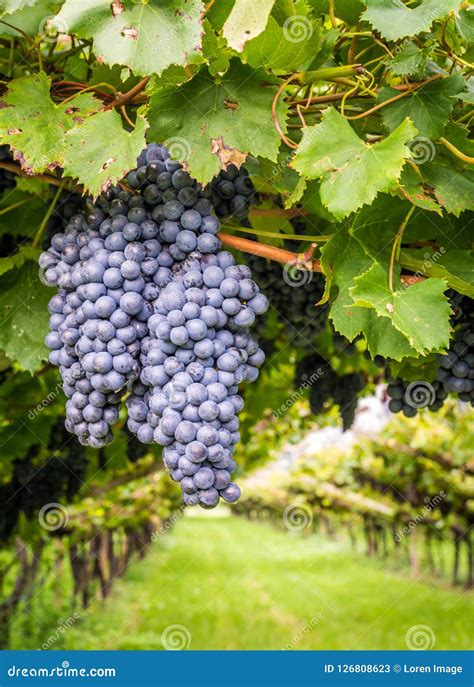 Cabernet Sauvignon Grapes Variety Cabernet Sauvignon Is One Of The