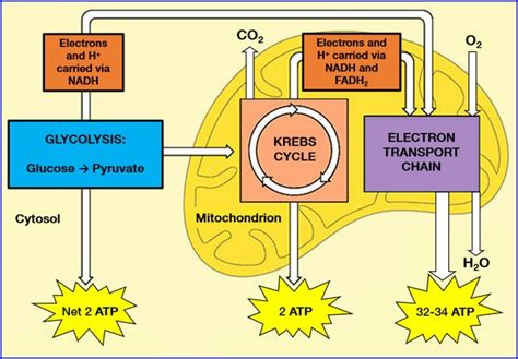 How Does Riboflavin Vitamin B2 Function In The Body Intelligent Labs