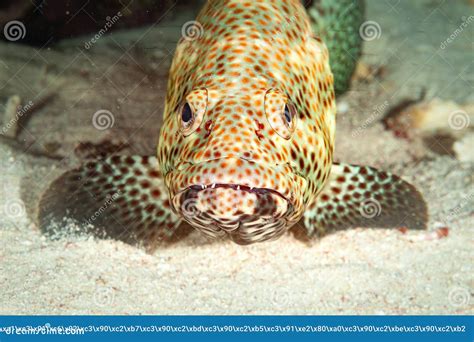 Fish Of The Red Sea Greasy Arabian Grouper Stock Photo Image Of