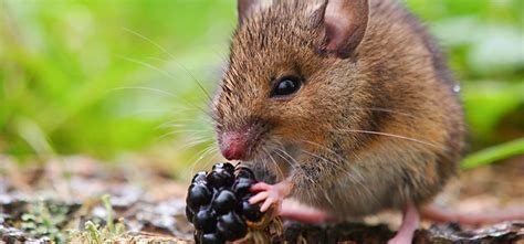 Foods That Mice Eat In Your Home Ehrlich Pest Control Blog