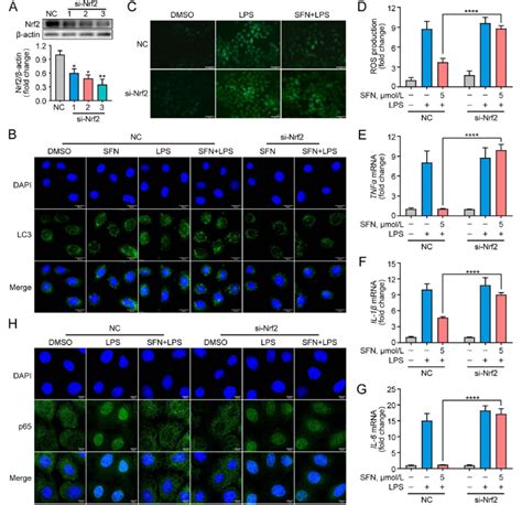 Nrf Knockdown Inhibited Autophagy Attenuated Antioxidant