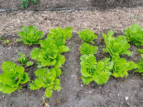 Cabbage Plant Stages