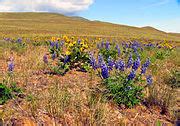 Category:Hanford Reach National Monument - Wikimedia Commons