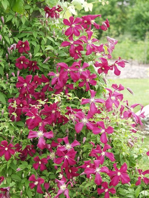 Clematis Viticella Madame Julia Correvon Clematis Garden Center