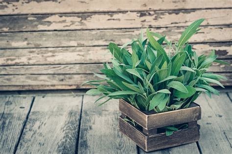 Premium Photo Salvia Officinalis Sage Leaves On Old Wooden Table