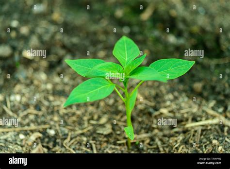 Small chili pepper plant planted in the soil - late may- Capsicum ...