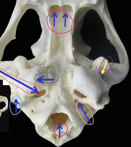 Anatomy I Final Exam Review Flashcards Quizlet