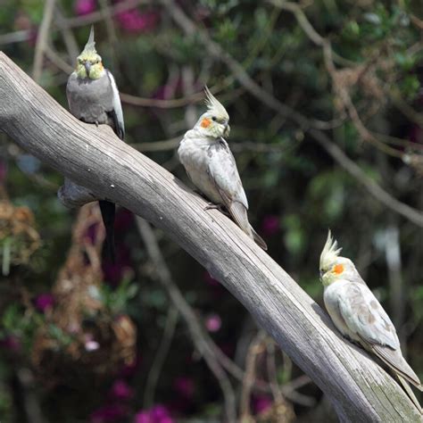 Cockatiel | Parrot Breeds