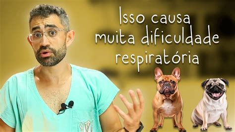 Síndrome braquicefálica em cães e gatos Dica Veterinária 104 YouTube