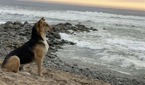 Un Chien Fid Le Regarde La Mer Attendant Son Ma Tre Qui Tait P Cheur