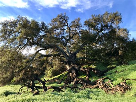 Species Spotlight: Coast live oak | The Nature Reserve at Rancho