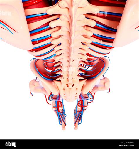 Anatomie du bassin humain Banque de photographies et dimages à haute