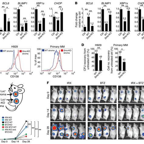 Btz Sensitivity Of The Mm Cell Line H And Primary Cd Mm Cells In