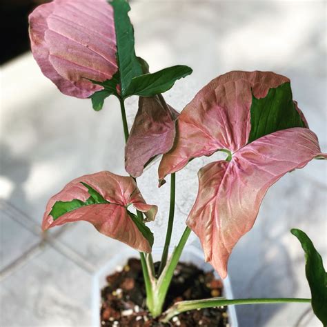 5 Secrets Of Growing Syngonium Podophyllum Batik At Home