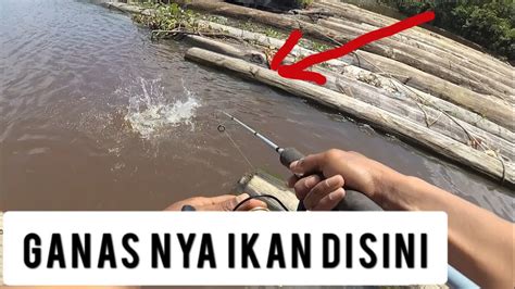 Sadis Ikan Hampala Sungai Mentaya Mancing Pakai Umpan Palsu