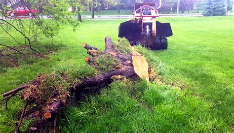 Stump Grinding Lake Orion Tree Stump Removal Services