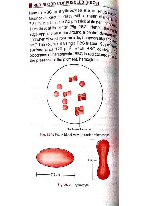 RBC Red Blood Cells RBCs Bsc Nursing Studocu